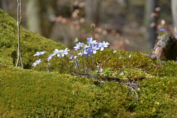 Anemone hepatica. Hepatica nobilis blooms in the forest for moss.