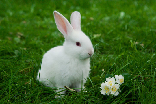 Little white bunny sitting in green grass with jasmine flower