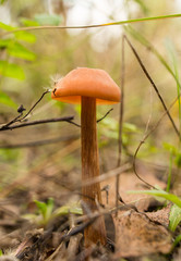 Inedible fungus grows in the woods outdoors