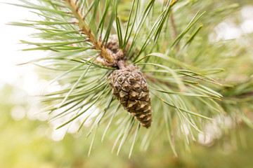 Cones on a pine in the woods