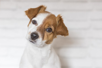 close up portrait of a beautiful small dog sitting and looking at the camera. White bricks background. Cute dog. Pets indoors. LIfestyle