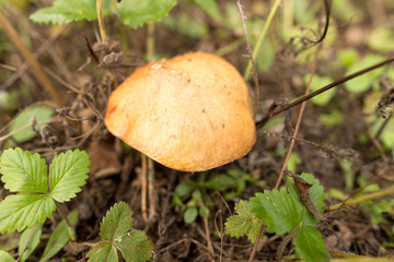Edible fungus grows in the woods