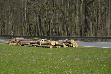 Pile of cropped trees at the road, background deciduous forest in spring