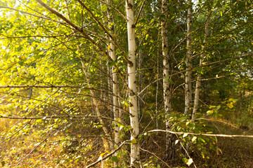 Birches in the open air in the forest