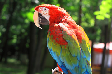 close up. parrot macaw sitting on a branch