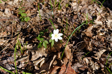 Spring flowers in fresh forest, good for meditation and mind cleaning
