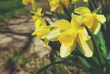 yellow blooming daffodils on the background of the earth