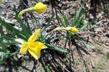 yellow blooming narcissus (daffodil) on the background of the earth