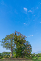 【公園素材】爽やかな公園イメージ