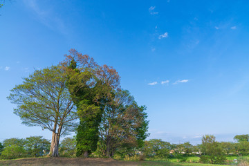 【公園素材】爽やかな公園イメージ