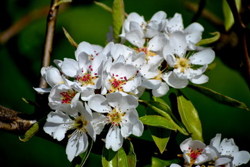 Manzanos en flor, fondo verde natural