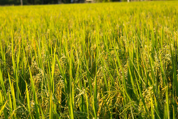 Paddy Rice Field in Sunset Time