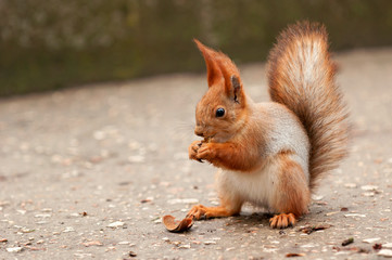Naklejka na ściany i meble The red Squirrel sits on a pavement with a nut in his paws