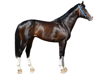The brown sport horse standing isolated on white background. side view