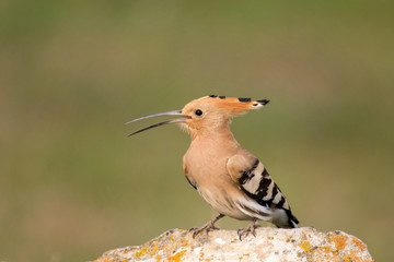 The hoopoe (Upupa epops) stands on rock © Tatiana