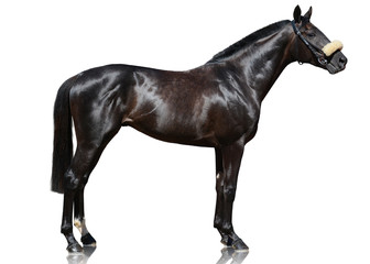 The powerfull dark bay thoroughbred stallion standing isolated on white background. side view