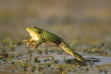 Muurstickers Green frog jump on a beautiful light © Tatiana