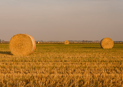 close-up of a hay cylindrical bale in a farmland / expanse of hay cylindrical bales in a farmland at sunset