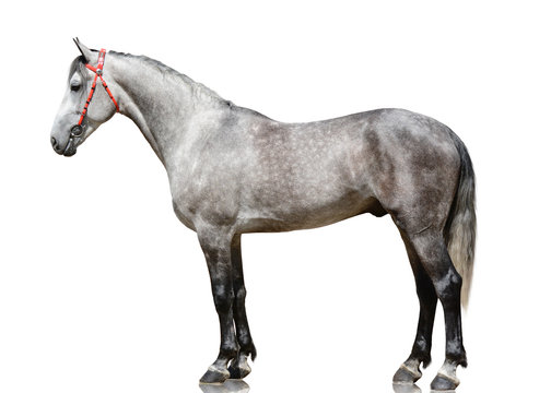 The gray horse trotter breed standing isolated on white background. side view