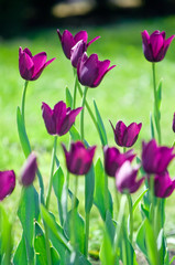 Field of  purple tulips