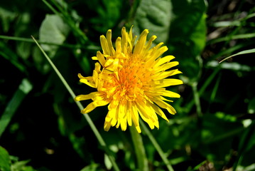 diente de león, fondo natural verde