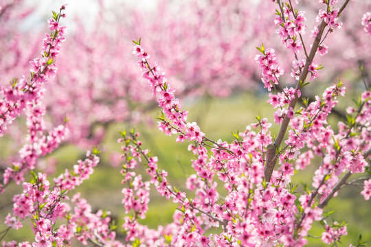 桃の花