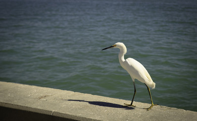 Great white adult heron on a cement abutment by the Gulf of Mexico, Florida