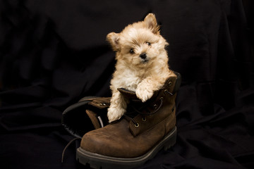 Puppy in Boot
