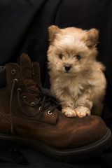Puppy on Boot