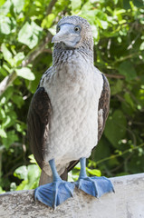 Blue-footed booby, Sula nebouxii / Blue-footed booby are standing on a wooden board, Ecuador.