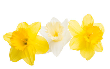 daffodil flower isolated - Powered by Adobe