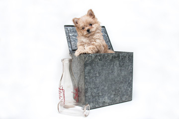 Puppy in Milk Box