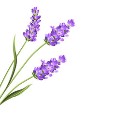 Lavender flowers in closeup. Bunch of lavender flowers isolated over white background. Vector illustration.