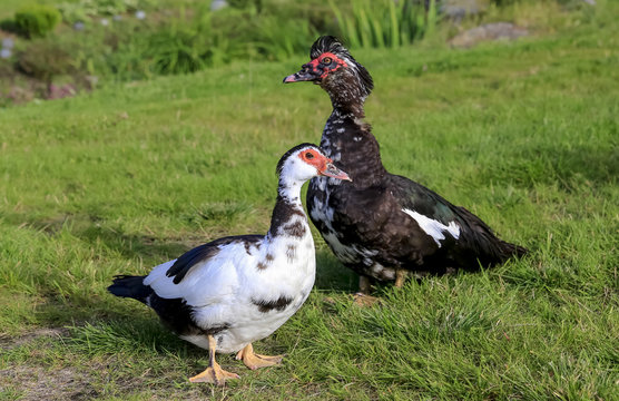 Muscovy duck Northern Norway