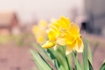 Obraz premium Bright yellow daffodils flowers on sunlit spring meadow, beautiful yellow flowers, flowers close-up
