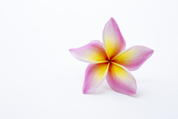 Beautiful fresh colorful Plumeria flower with space on white paper texture background