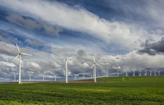 Rows of wind turbines