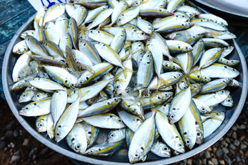 Life of Variety of Fresh Raw Fish Chilling on Bed of Cold Ice in Seafood Market Stall with Copy Space