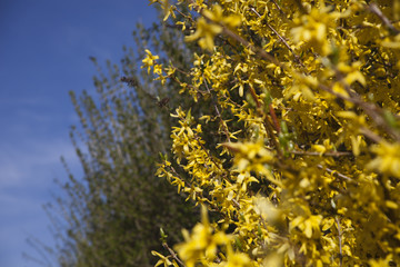 Frühlingsdurchbruch