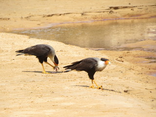 El carancho, caricari, caracara moñudo, carcaña, guarro, moñudo, traro o caracara carancho​​​, carancho, caricari, caracara moñudo, carcaña, guarro, moñudo, traro o caracara carancho​​​
