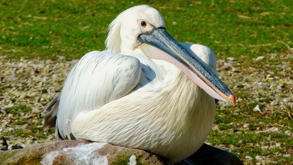 Pink Pelikan, Rosa Pelikane am Man Sagar See in Indien