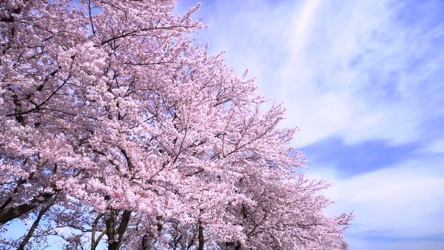 Cherry blossoms in full bloom	