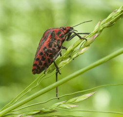 Life in the grass