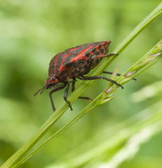 Life in the grass