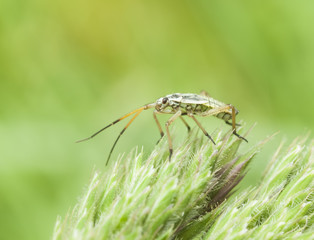 Life in the grass