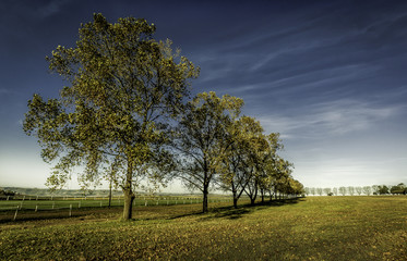 Obraz premium Summerveld 2