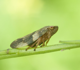 Life in the grass