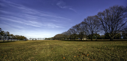 Fototapeta premium Summerveld 1
