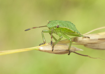 Life in the grass