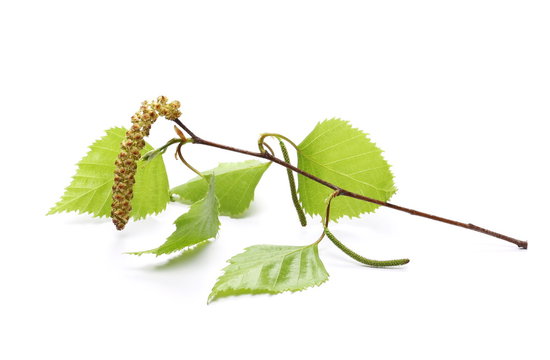 Spring, young birch branch on white background, clipping path